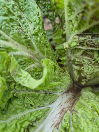 조정숙(1955)님의 배추 · 병해충상담 작성글 사진