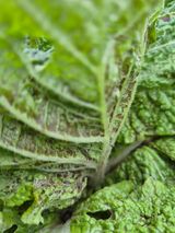 팜모닝 배추·병해충상담 게시글 이미지