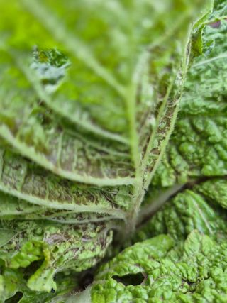 조정숙(1955)님의 배추 · 병해충상담 작성글 사진