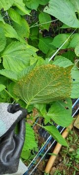 팜모닝 들깨·병해충상담 게시글 이미지