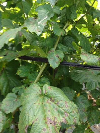 호수가님의 딸기 · 병해충상담 작성글 사진