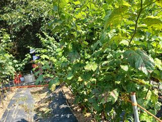 호수가님의 딸기 · 병해충상담 작성글 사진