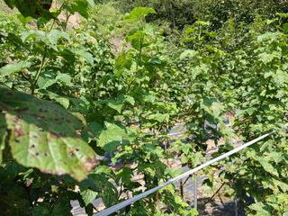 호수가님의 딸기 · 병해충상담 작성글 사진