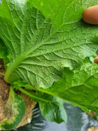 김동희님의 배추 · 병해충상담 작성글 사진