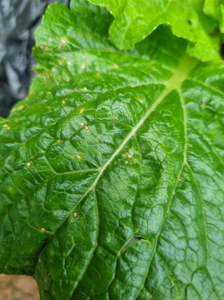 김동희님의 배추 · 병해충상담 작성글 사진