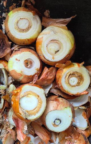 블루베리 님의 양파 · 병해충상담 작성글 사진