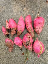 팜모닝 고구마·병해충상담 게시글 이미지