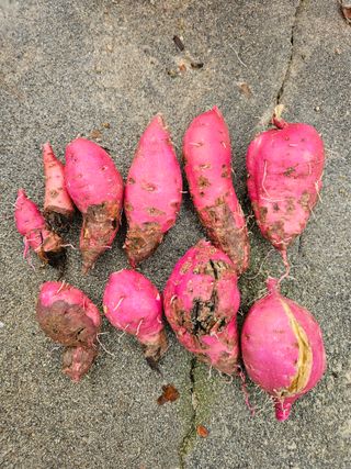 보람농장님의 고구마 · 병해충상담 작성글 사진