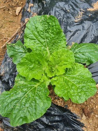 김동희님의 배추 · 병해충상담 작성글 사진