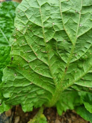 김동희님의 배추 · 병해충상담 작성글 사진