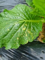 팜모닝 배추·병해충상담 게시글 이미지