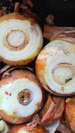 블루베리 님의 양파 · 병해충상담 작성글 사진