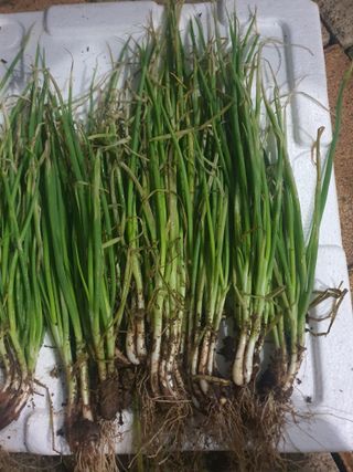 오이9886님의 파 · 병해충상담 작성글 사진