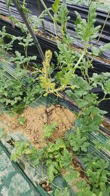 팜모닝 기타작물·병해충상담 게시글 이미지