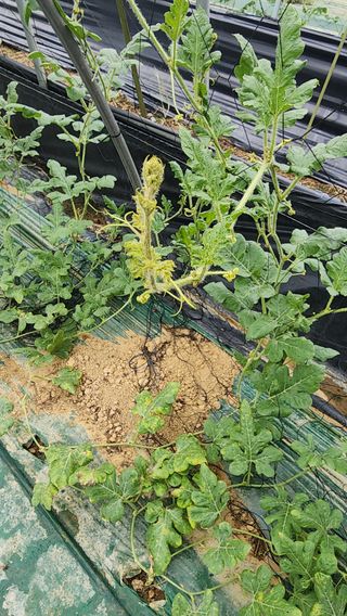 정경훈님의 기타작물 · 병해충상담 작성글 사진