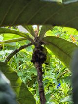 팜모닝 기타작물·병해충상담 게시글 이미지