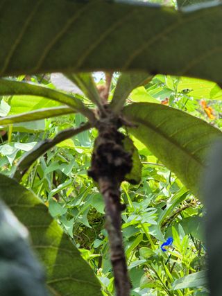 이문규님의 기타작물 · 병해충상담 작성글 사진