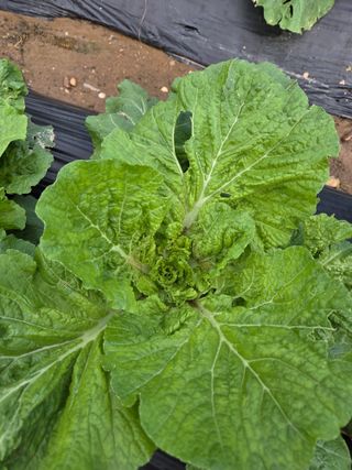 MACLEE님의 배추 · 병해충상담 작성글 사진