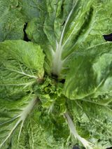 팜모닝 배추·병해충상담 게시글 이미지