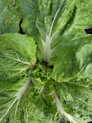 MACLEE님의 배추 · 병해충상담 작성글 사진