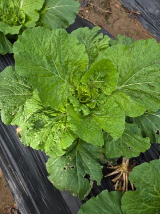 MACLEE님의 배추 · 병해충상담 작성글 사진