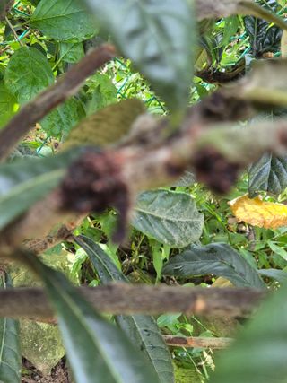 이문규님의 기타작물 · 병해충상담 작성글 사진