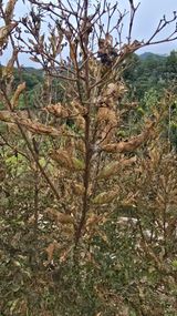 팜모닝 기타작물·병해충상담 게시글 이미지