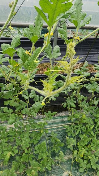 정경훈님의 기타작물 · 병해충상담 작성글 사진