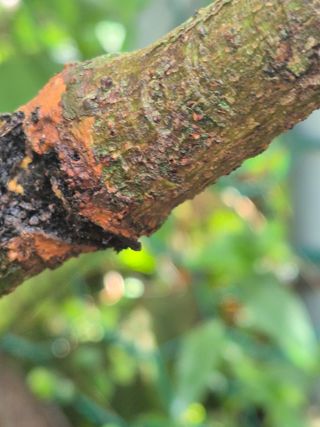 이문규님의 기타작물 · 병해충상담 작성글 사진