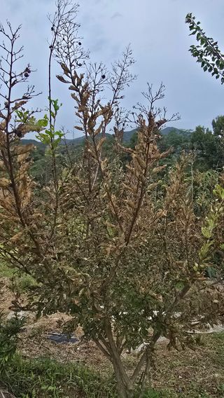 안병문님의 기타작물 · 병해충상담 작성글 사진