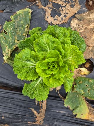 권왕님의 배추 · 병해충상담 작성글 사진