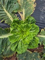 팜모닝 배추·병해충상담 게시글 이미지