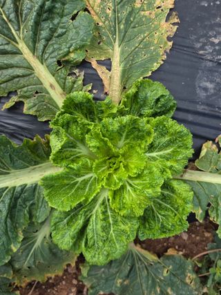 권왕님의 배추 · 병해충상담 작성글 사진