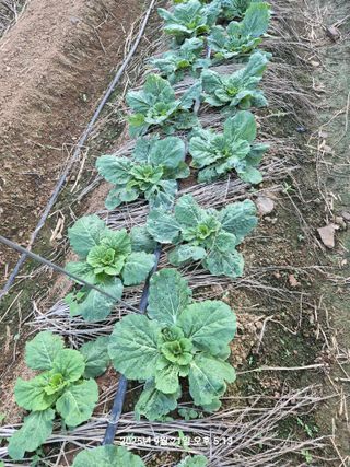 정택님의 배추 · 병해충상담 작성글 사진