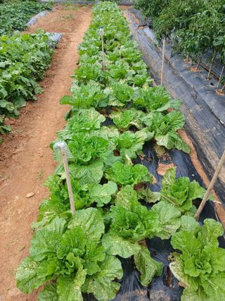 행복한누룩님의 배추 · 병해충상담 작성글 사진