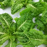 팜모닝 상추·병해충상담 게시글 이미지