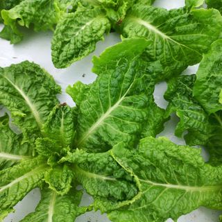 상추뿌리혹병님의 상추 · 병해충상담 작성글 사진