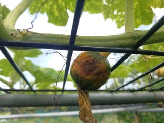 正覺님의 호박 · 병해충상담 작성글 사진