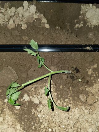 농사꾼님의 토마토 · 병해충상담 작성글 사진