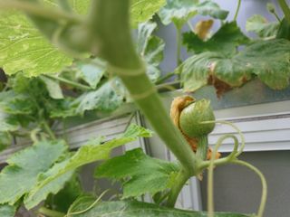 正覺님의 호박 · 병해충상담 작성글 사진