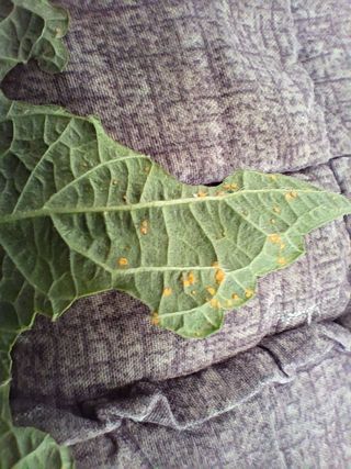 김영일 님의 들깨 · 병해충상담 작성글 사진