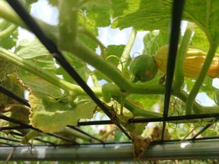 正覺님의 호박 · 병해충상담 작성글 사진