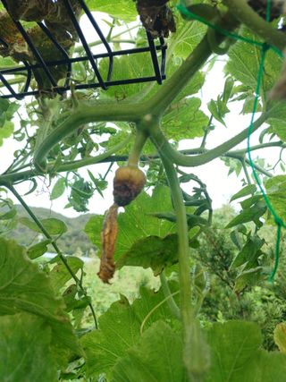 正覺님의 호박 · 병해충상담 작성글 사진