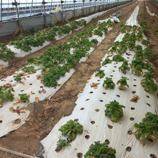 상추뿌리혹병님의 상추 · 병해충상담 작성글 사진