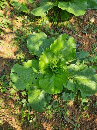 구본경님의 배추 · 병해충상담 작성글 사진