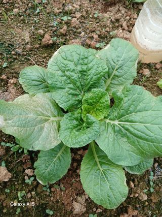 김경호님의 배추 · 병해충상담 작성글 사진