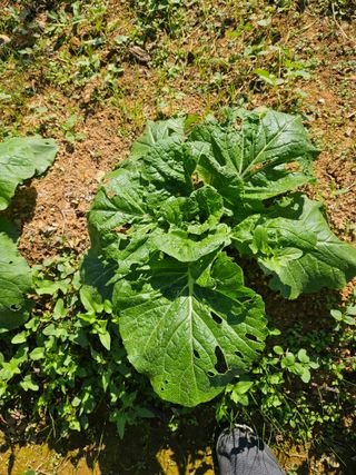 구본경님의 배추 · 병해충상담 작성글 사진