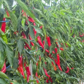 박흠님의 고추 · 병해충상담 작성글 사진