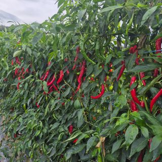 박흠님의 고추 · 병해충상담 작성글 사진