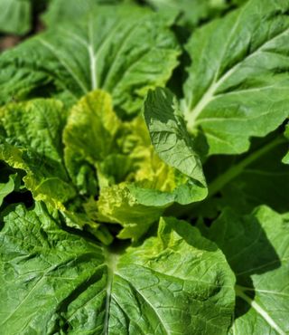 윤영순님의 배추 · 병해충상담 작성글 사진